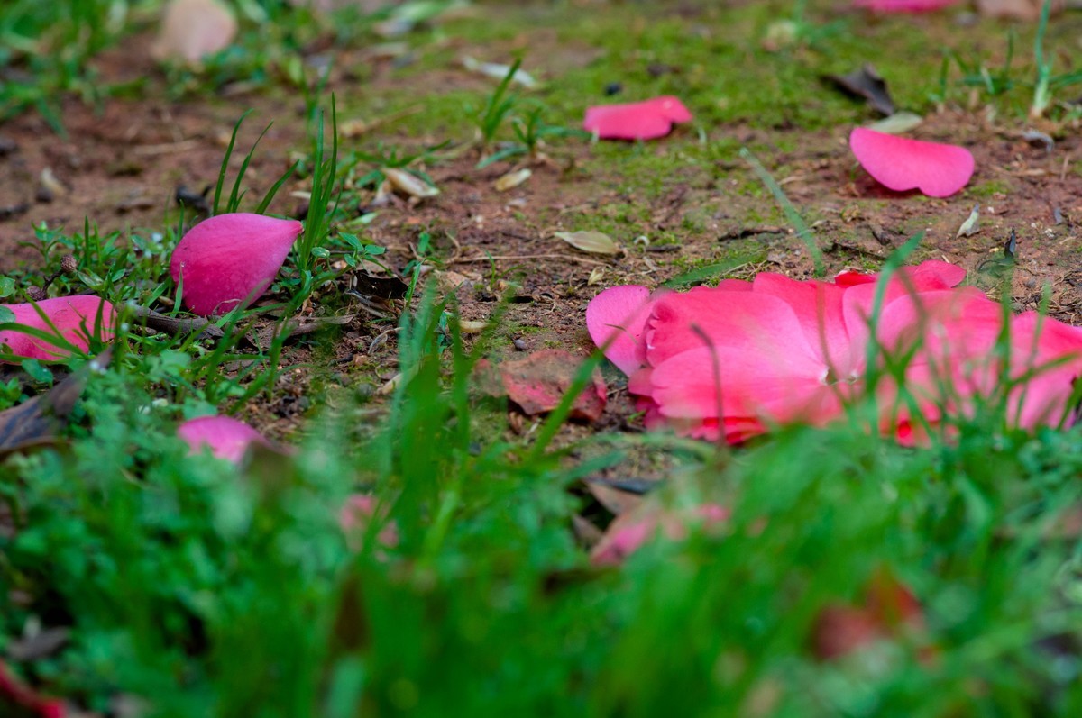 落花满地春不惜