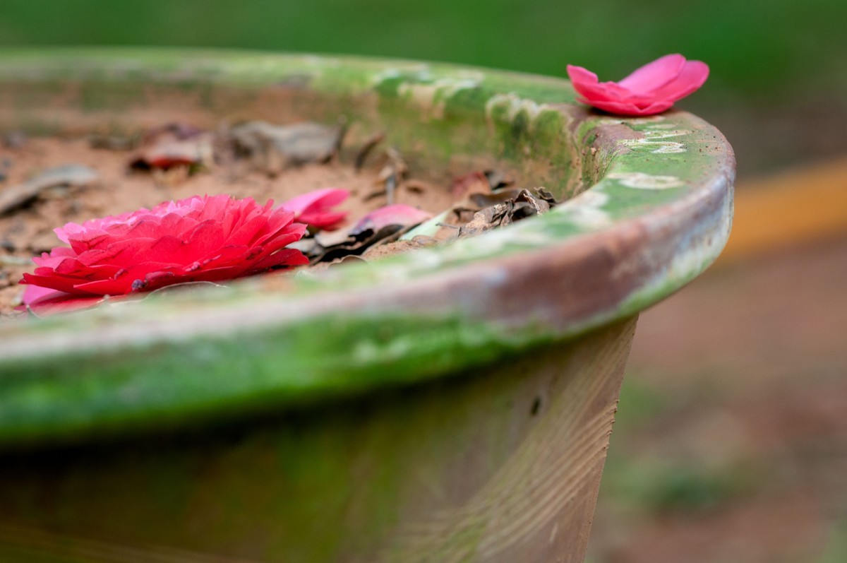 落花满地春不惜