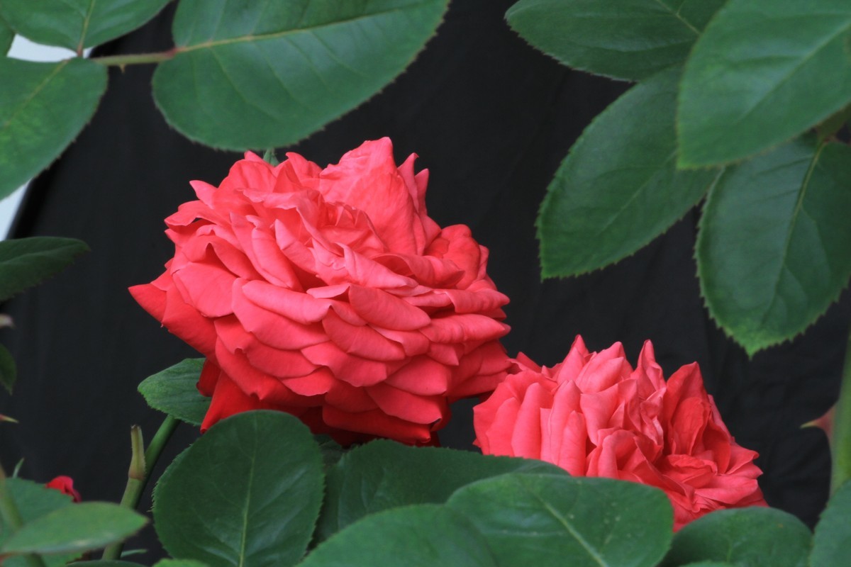 〈自家养的花〉