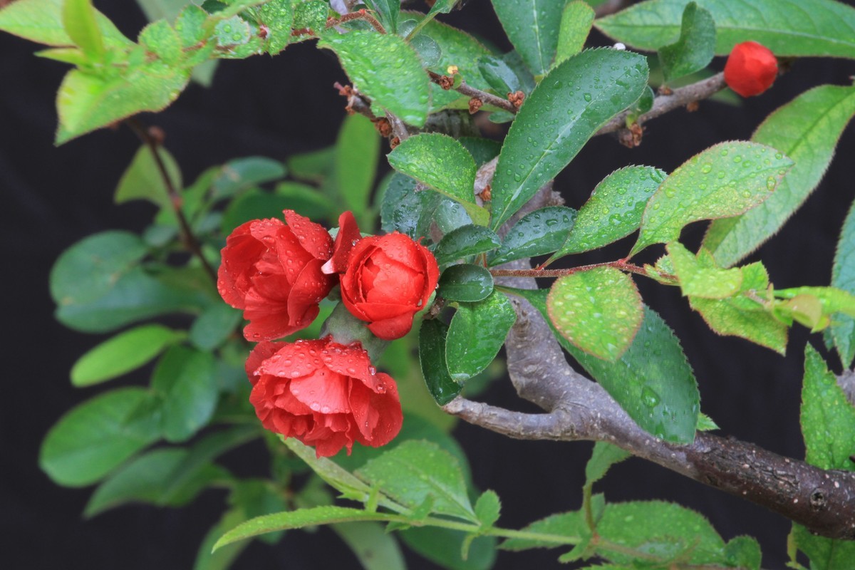 〈自家养的花〉