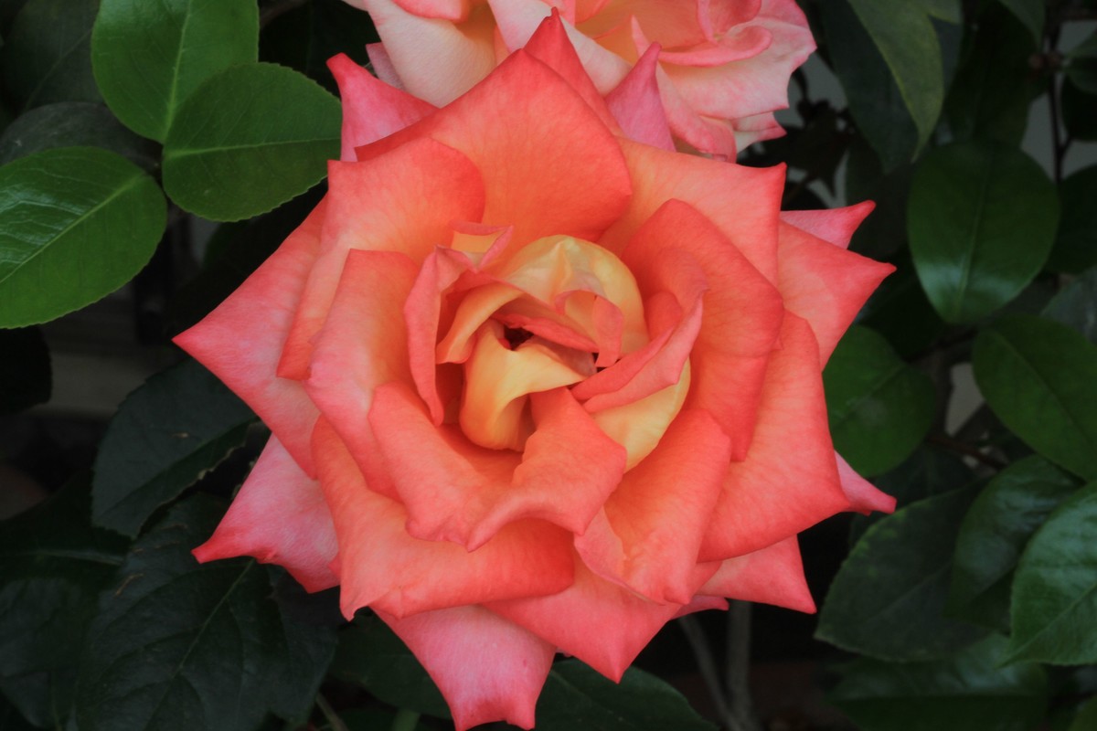 〈自家养的花〉