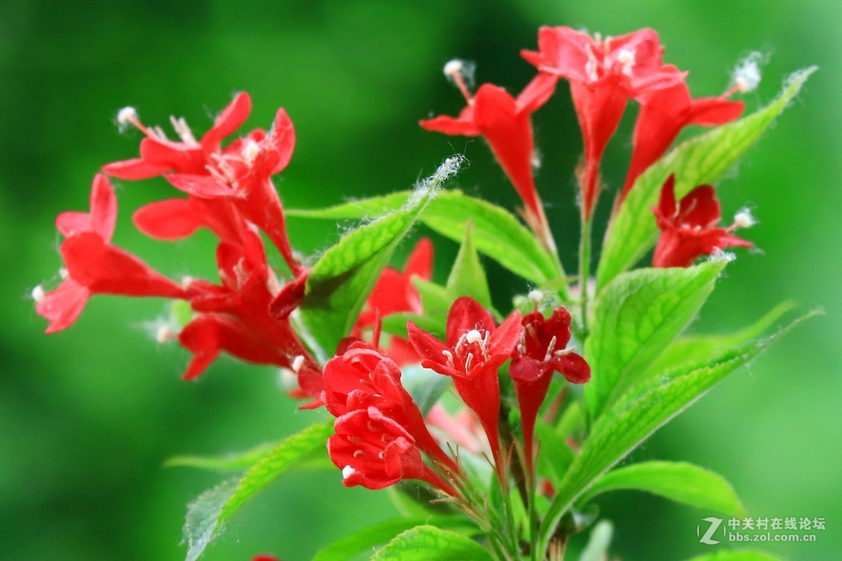 不知名的小红花