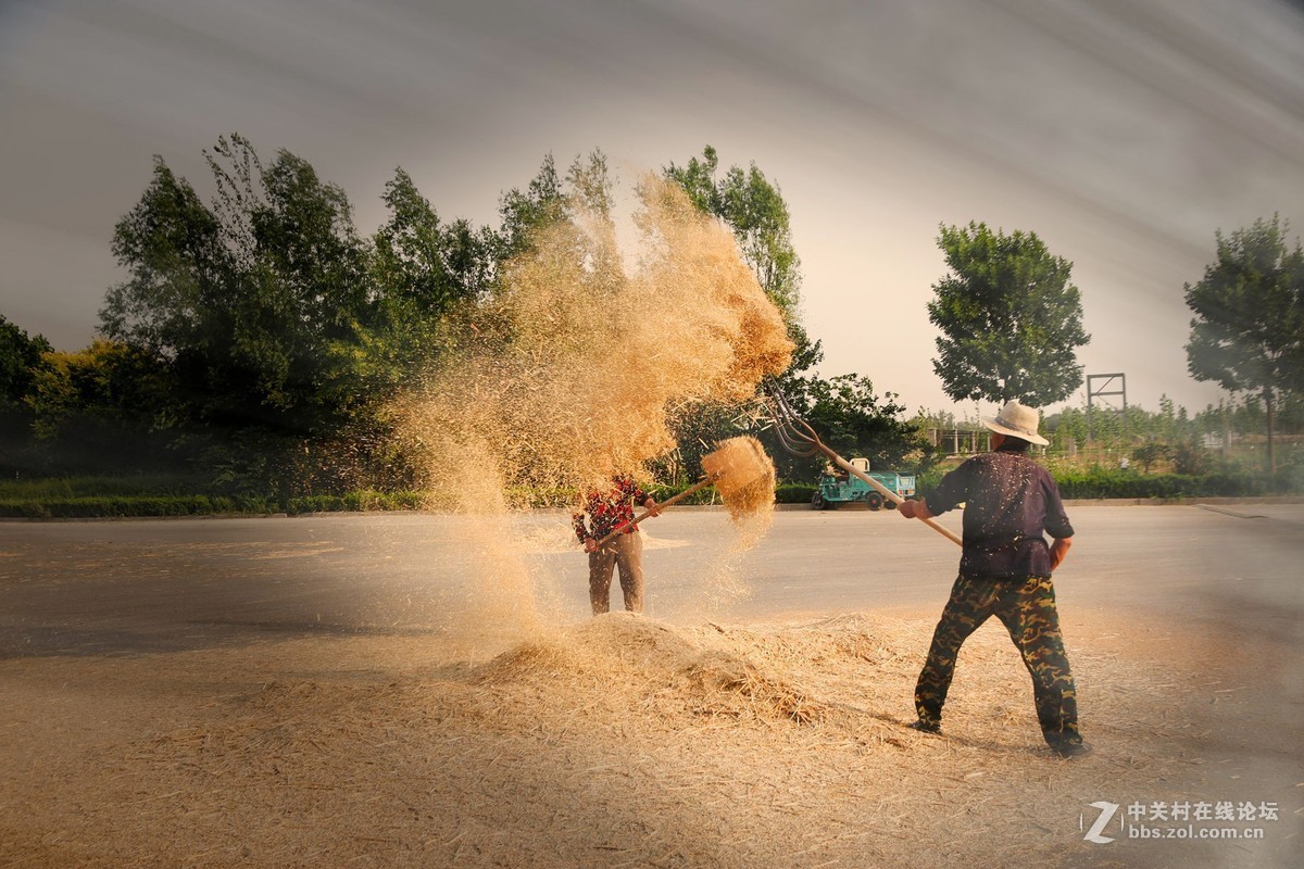 麦收季——扬麦子-中关村在线摄影论坛