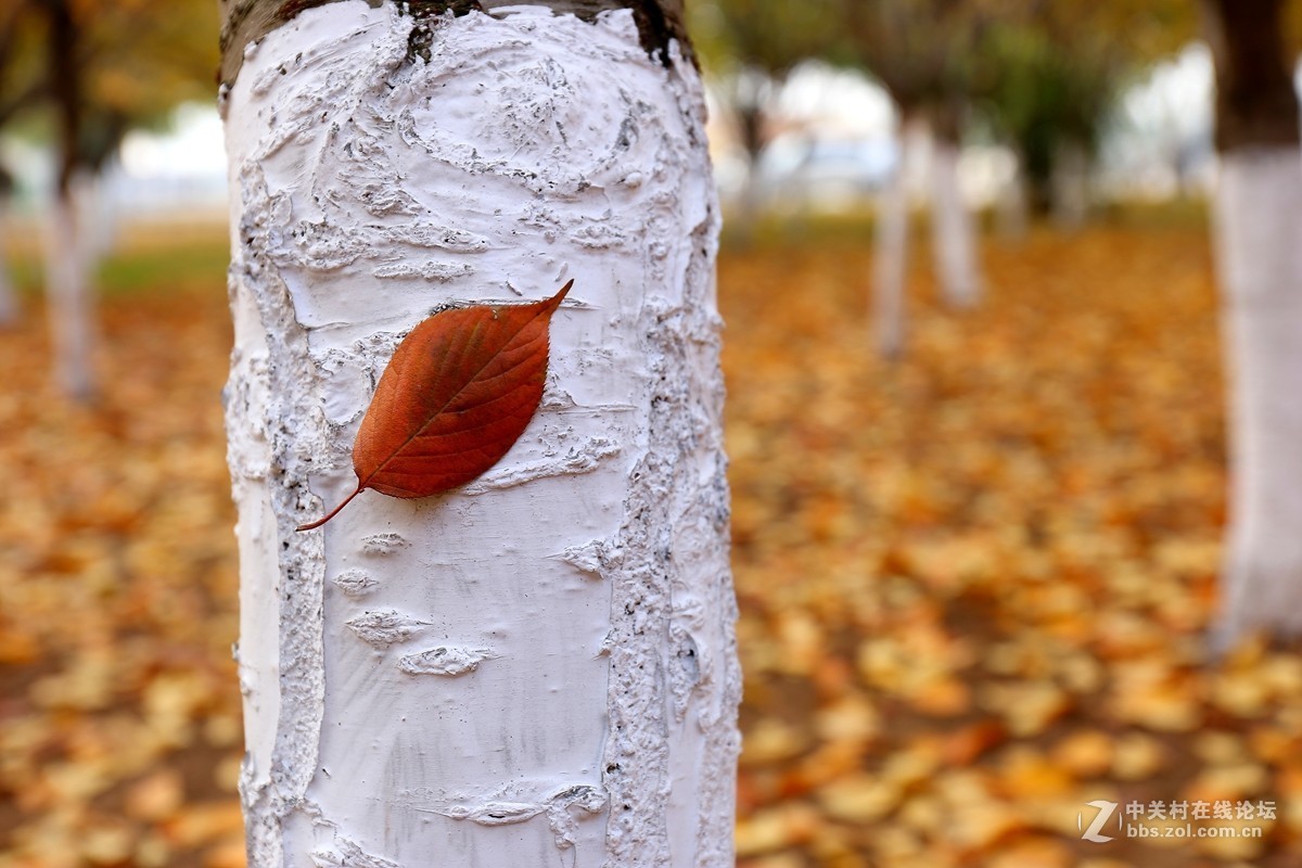 第一次用50 f1.4感觉有味道