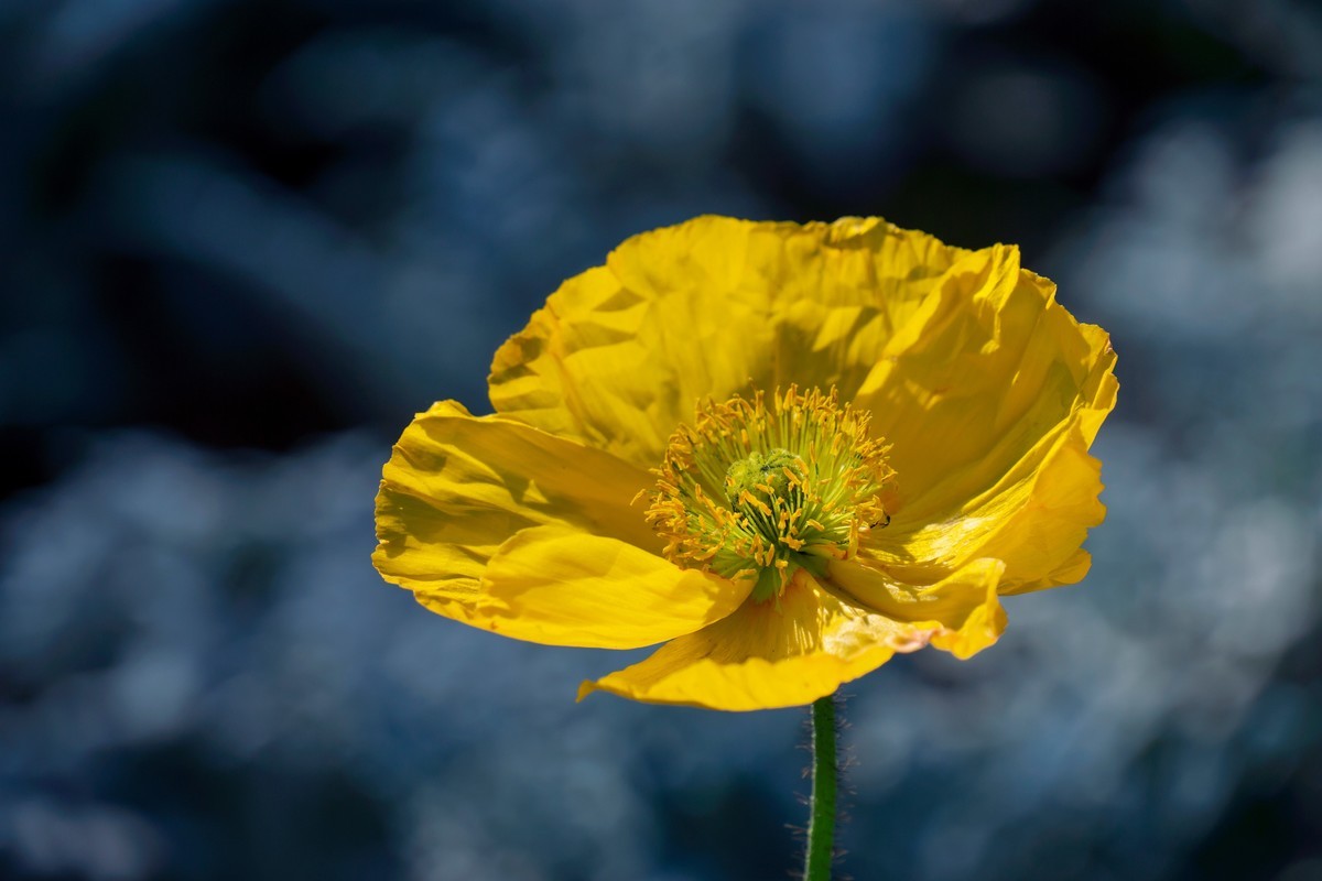 祝刘江南龙腾李跃林三位老师和广大拍友 新春快乐 家庭祥和 幸福美满 吉祥好运