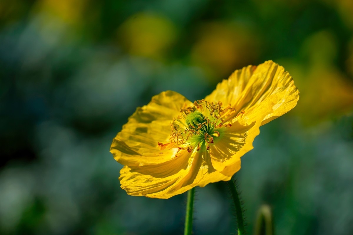 祝刘江南龙腾李跃林三位老师和广大拍友 新春快乐 家庭祥和 幸福美满 吉祥好运
