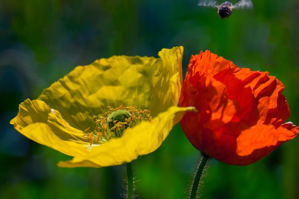 祝刘江南龙腾李跃林三位老师和广大拍友 新春快乐 家庭祥和 幸福美满 吉祥好运
