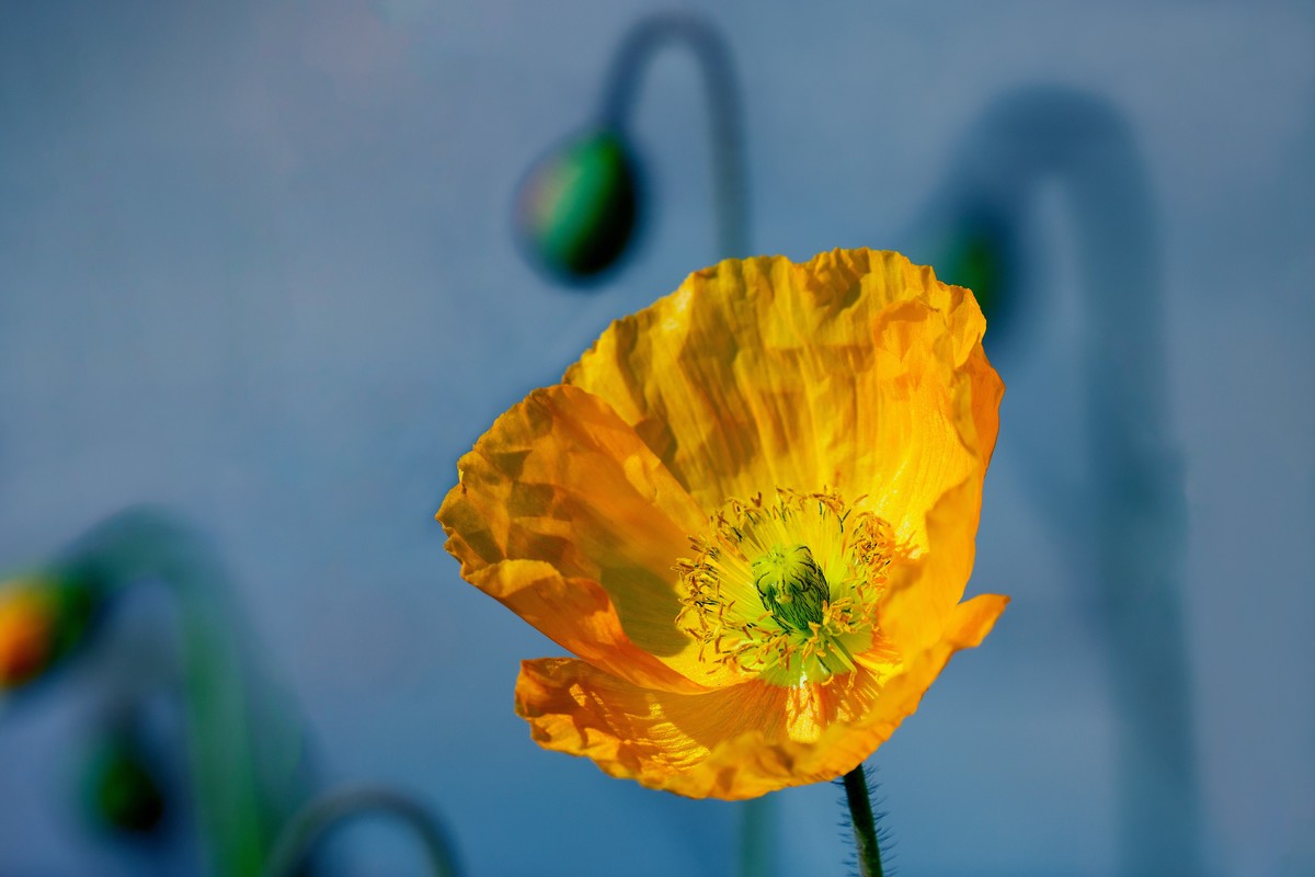 祝刘江南龙腾李跃林三位老师和广大拍友 新春快乐 家庭祥和 幸福美满 吉祥好运