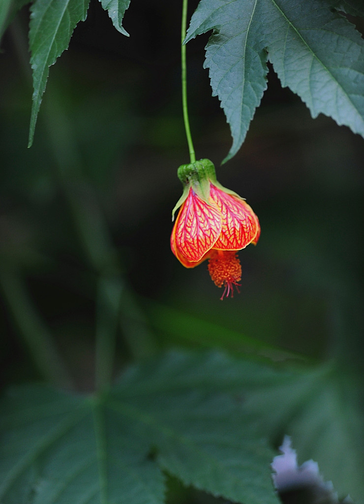 周末闲拍一枝花