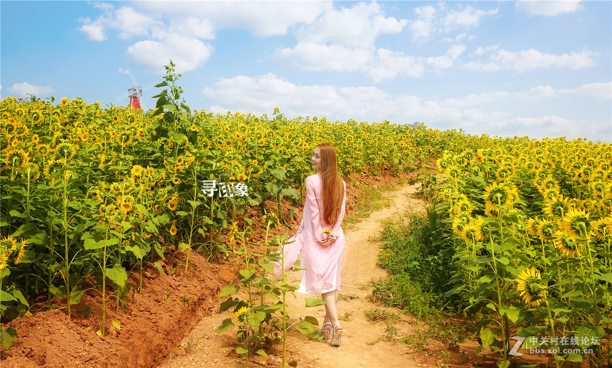 阳光下绽放自己的美丽