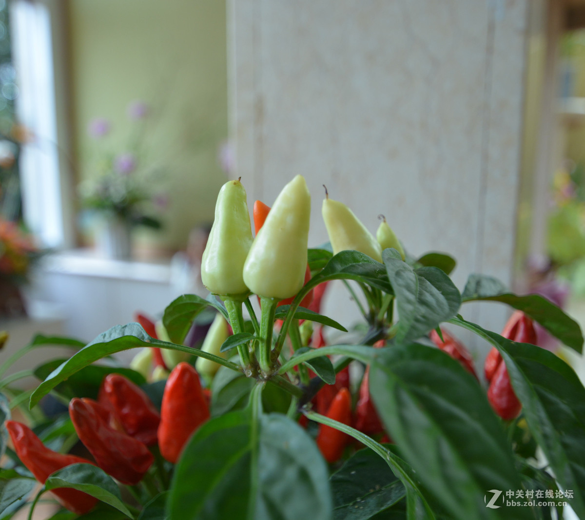 鸡年游广州云台花园