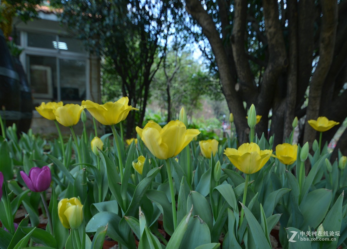 鸡年游广州云台花园