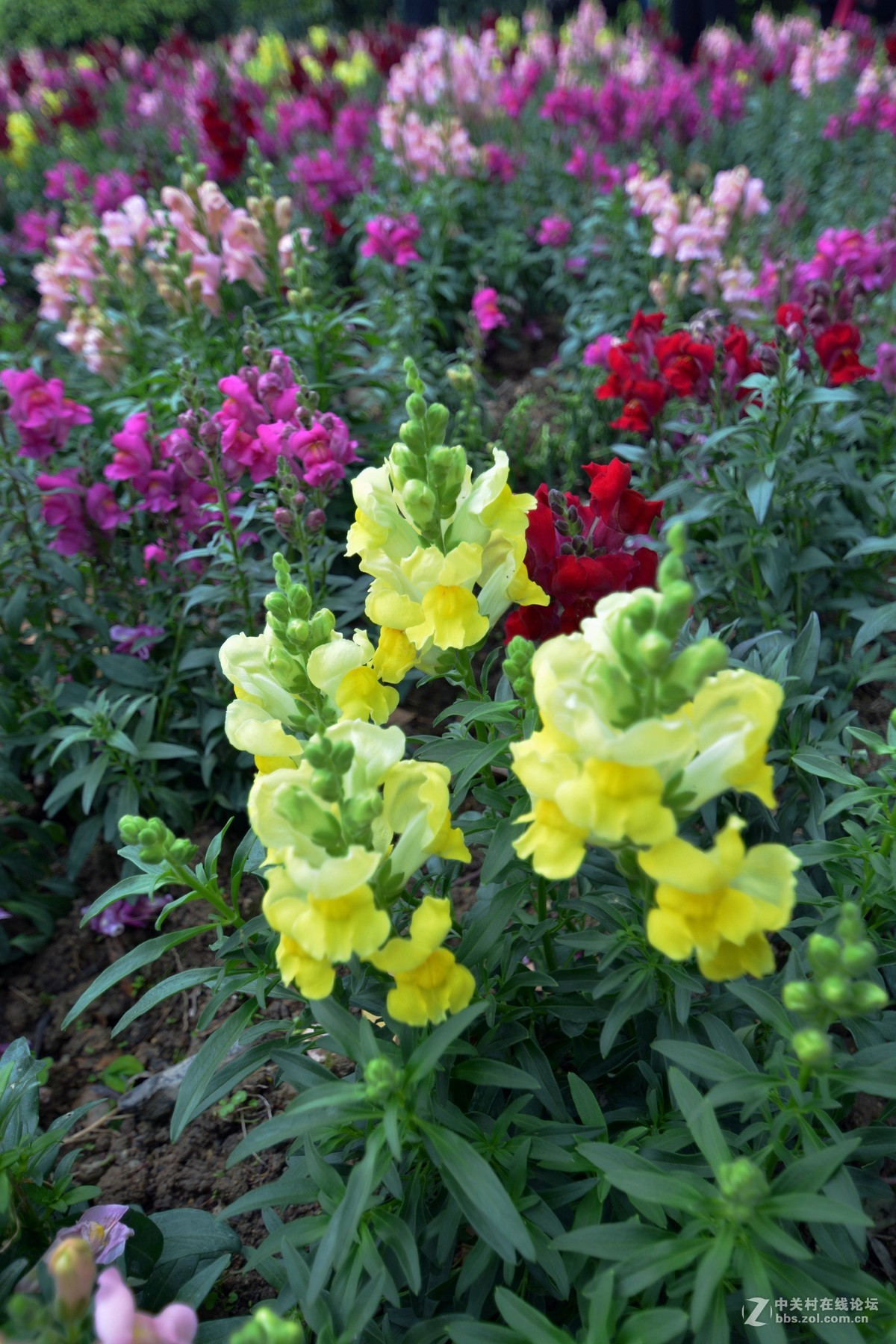 鸡年游广州云台花园