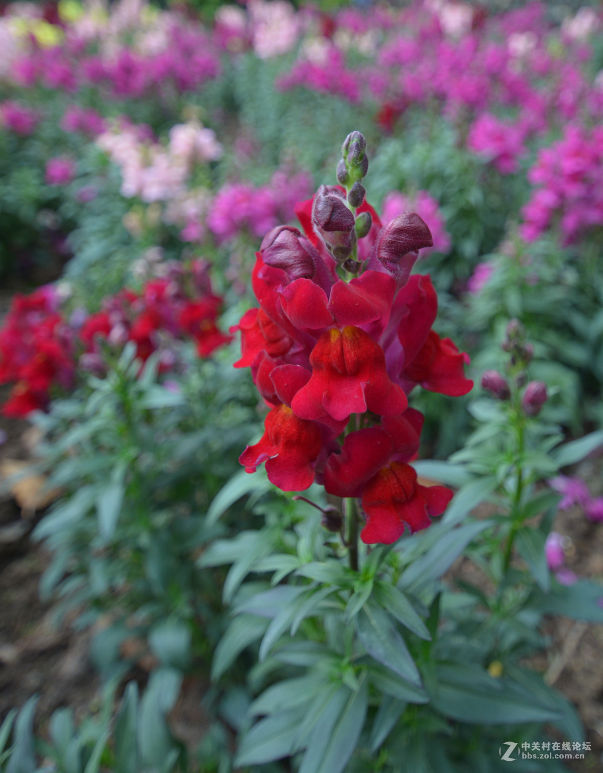 鸡年游广州云台花园