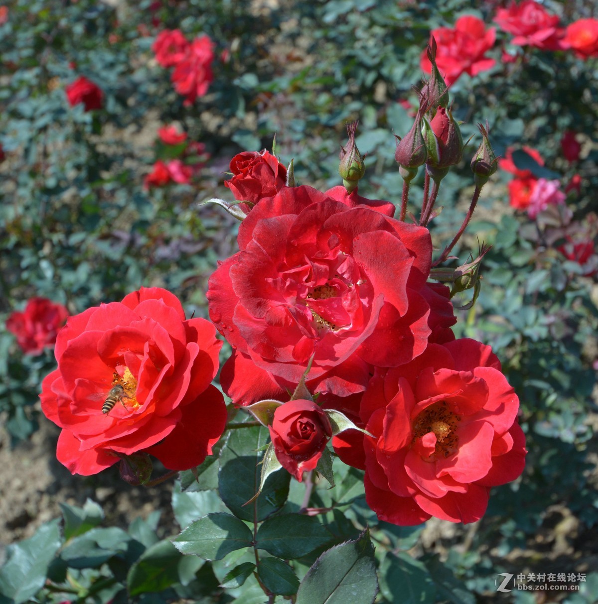 鸡年游广州云台花园