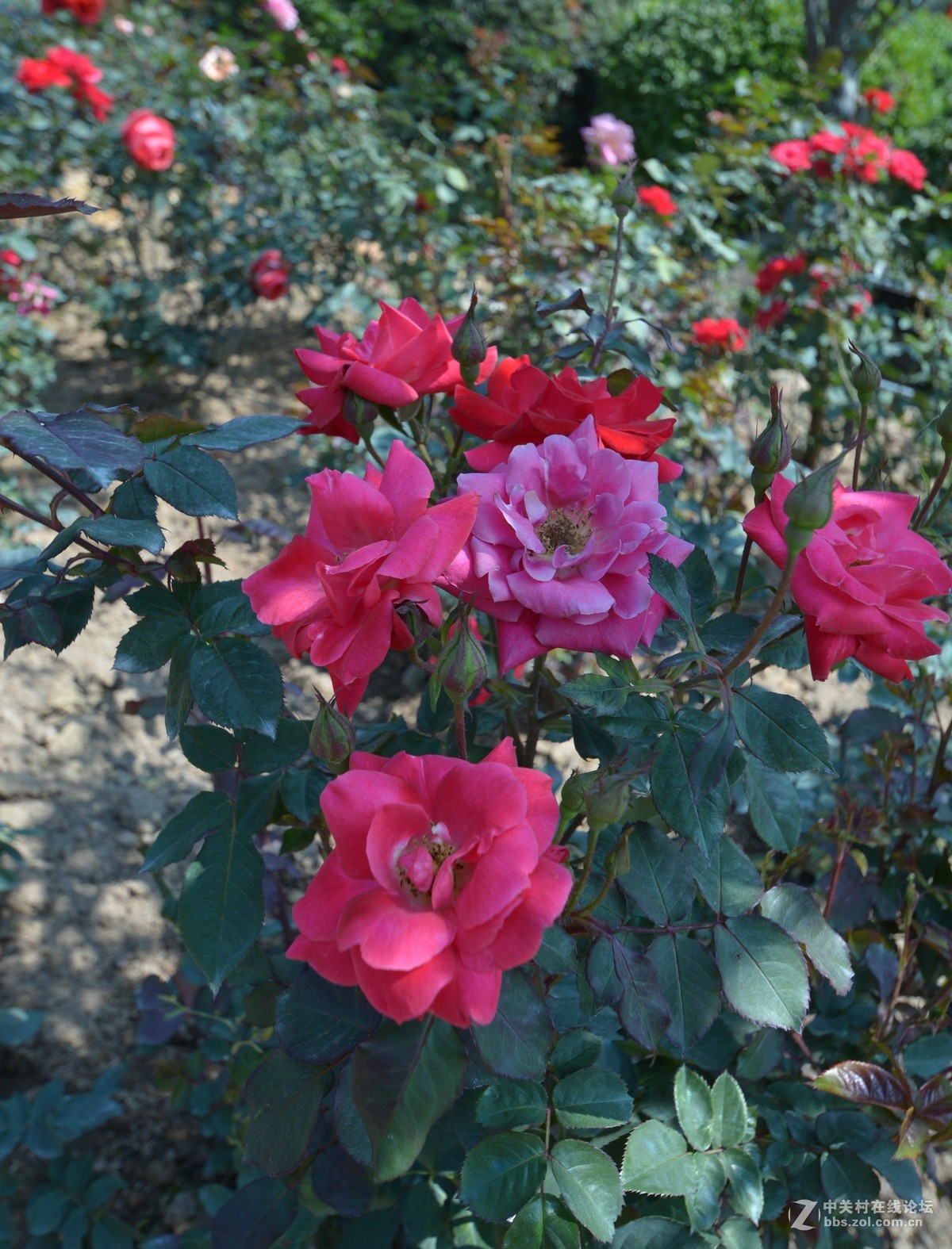 鸡年游广州云台花园