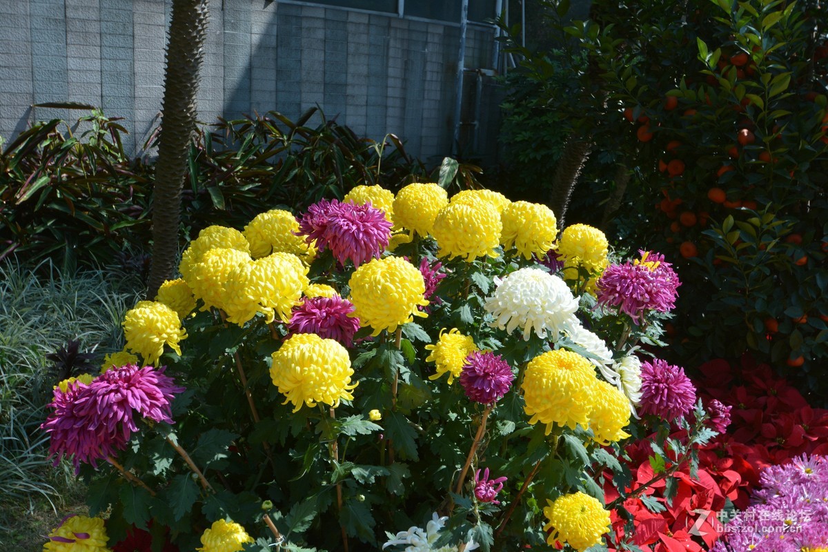 鸡年游广州云台花园