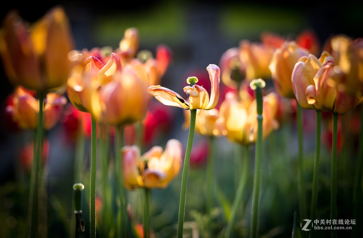 纪---------中山公园的郁金香