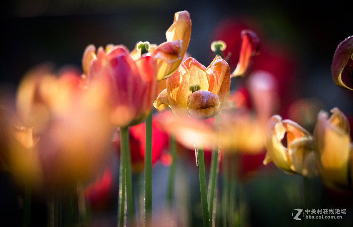 纪---------中山公园的郁金香