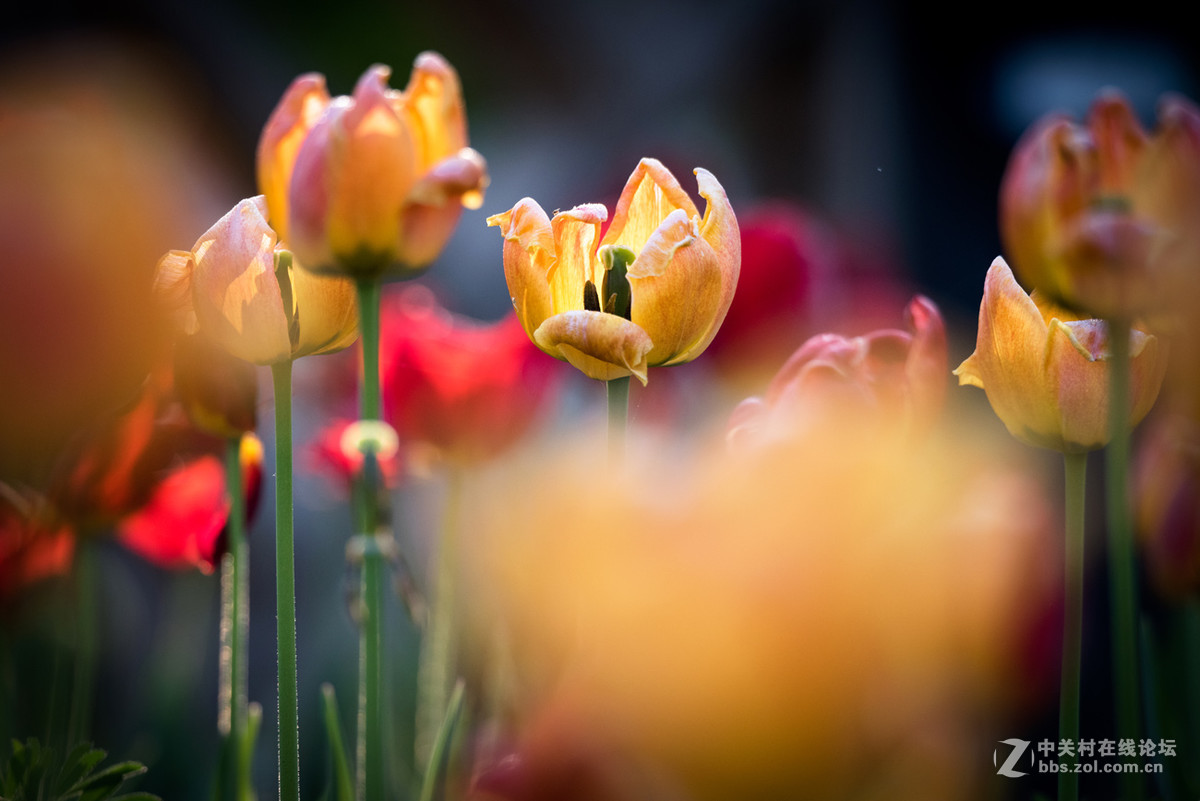 纪---------中山公园的郁金香