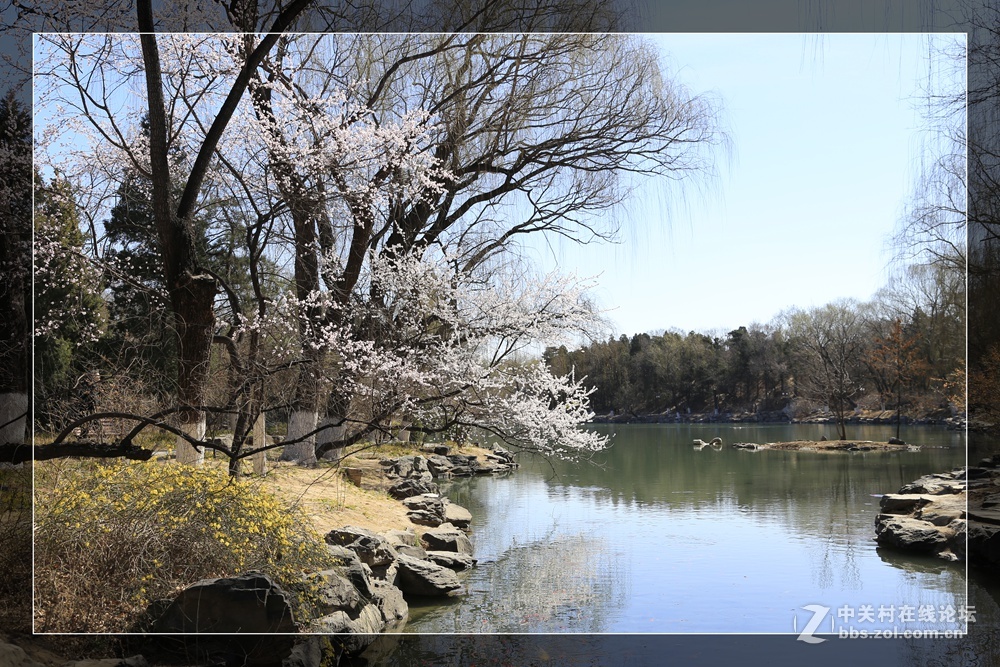 #佳能月赛-与佳能一起去踏青#未名湖畔春来早