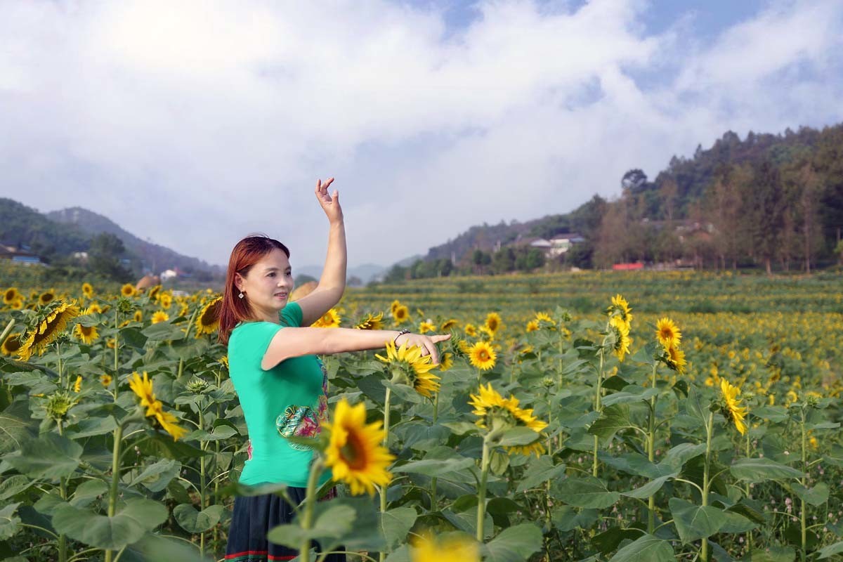 阳光下的   花