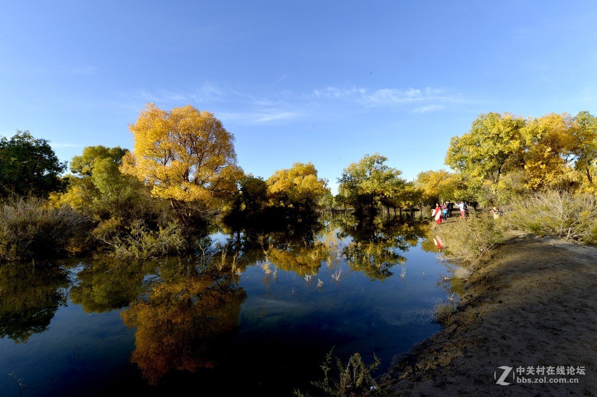 金秋金塔沙漠胡杨林