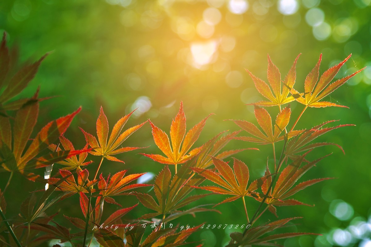 #佳能月赛-一叶知秋#+秋韵