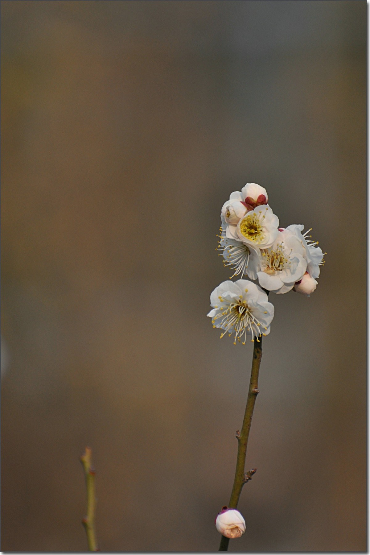 大年初一碧沙岗公园看梅展