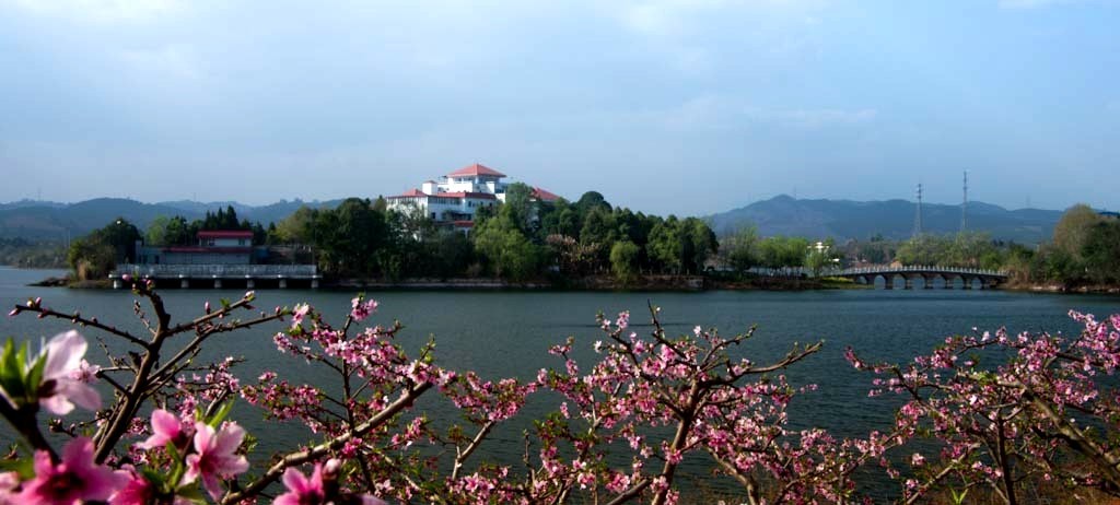 又见桃花开