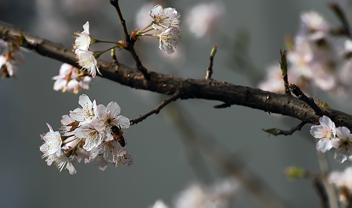 樱桃花3……