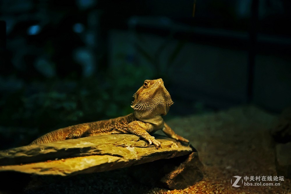 可爱的小精灵蜥蜴