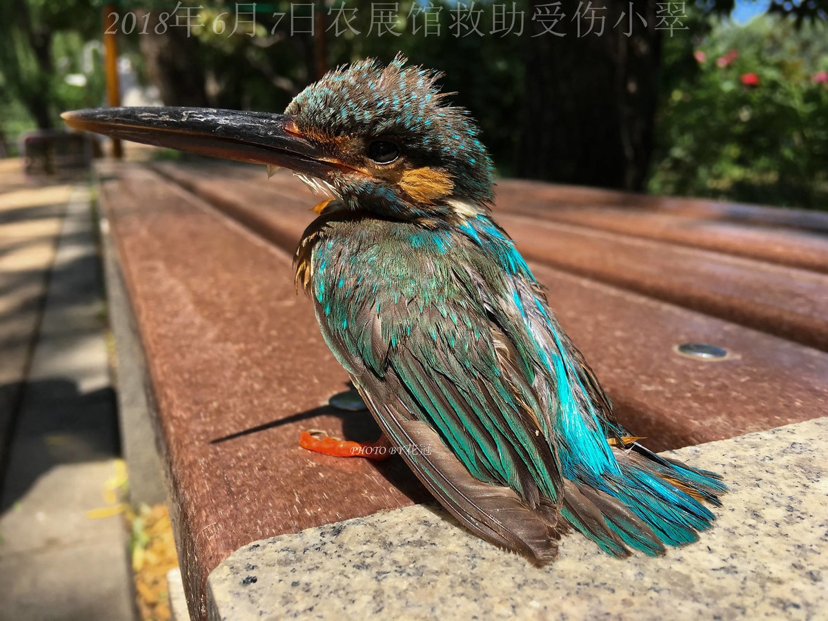 环境光线好和拍摄距离近是硬道理，手机拍摄数毛的小翠和小蓝翠（我两次救助的鸟）