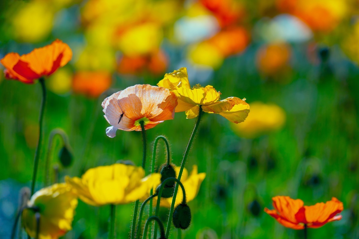 祝刘江南龙腾李跃林三位老师和广大拍友 新春快乐 家庭祥和 幸福美满 吉祥好运