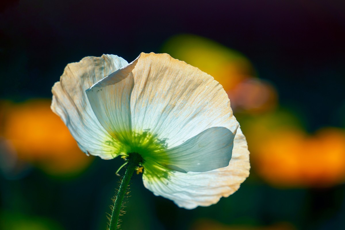 祝刘江南龙腾李跃林三位老师和广大拍友 新春快乐 家庭祥和 幸福美满 吉祥好运