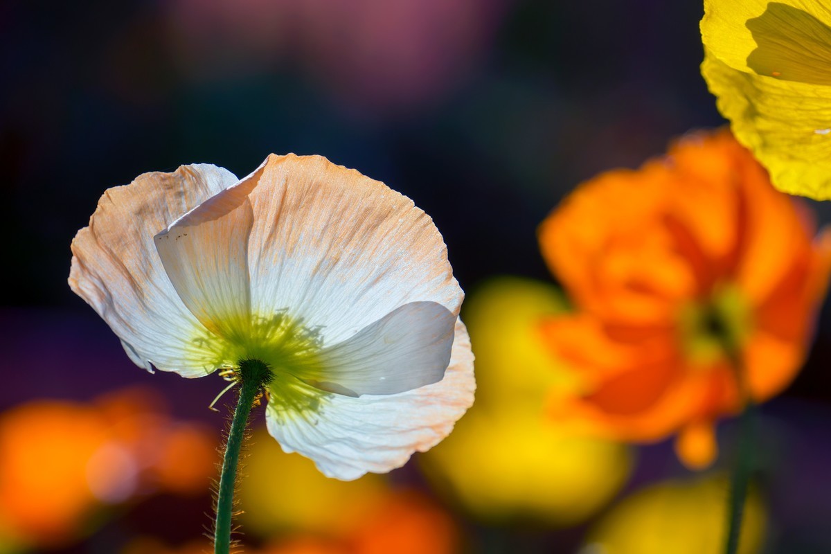 祝刘江南龙腾李跃林三位老师和广大拍友 新春快乐 家庭祥和 幸福美满 吉祥好运