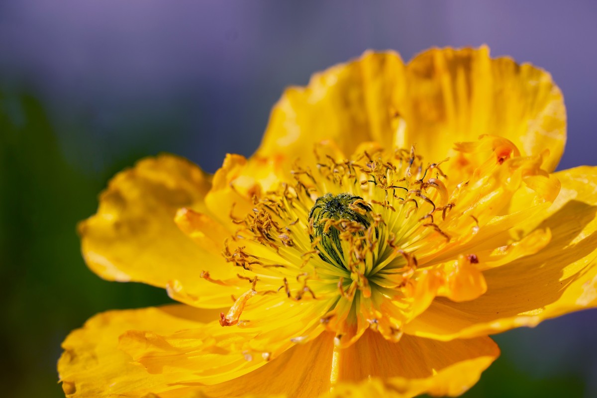 祝刘江南龙腾李跃林三位老师和广大拍友 新春快乐 家庭祥和 幸福美满 吉祥好运