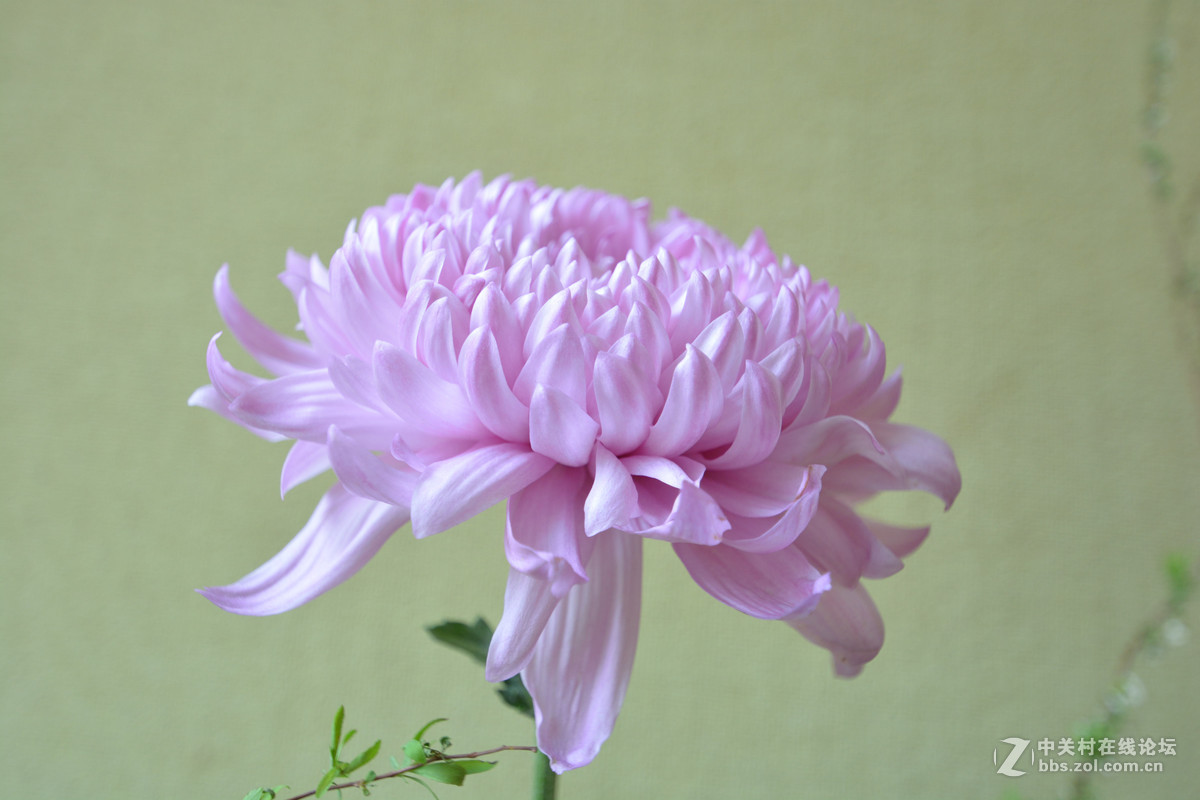 鸡年游广州云台花园