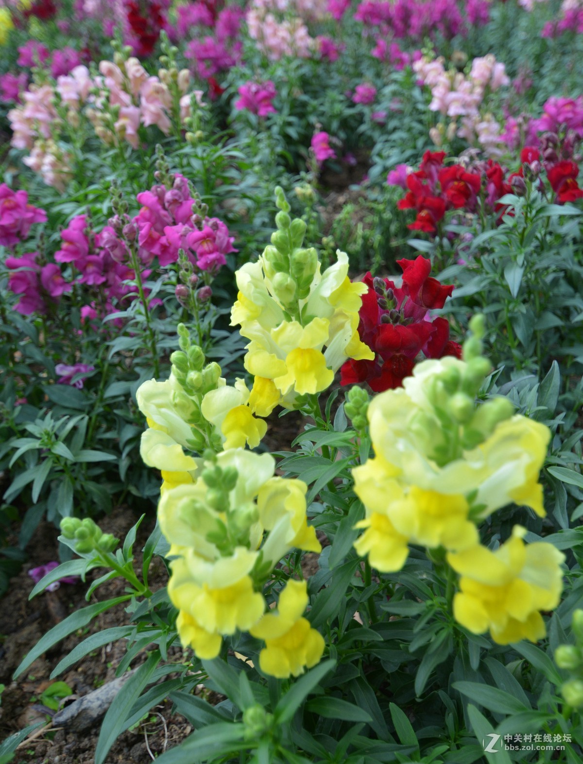 鸡年游广州云台花园