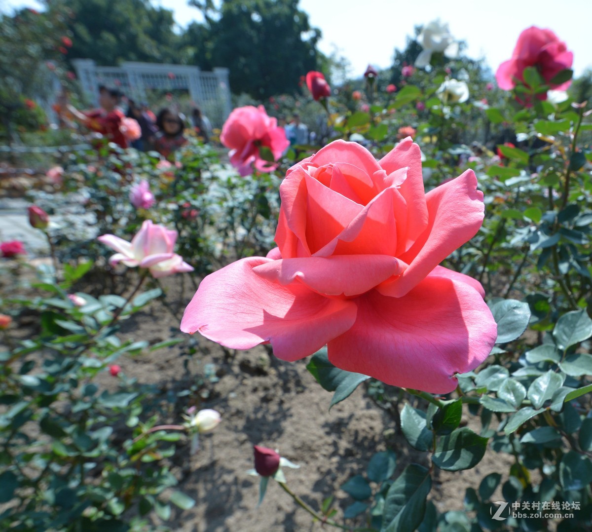 鸡年游广州云台花园