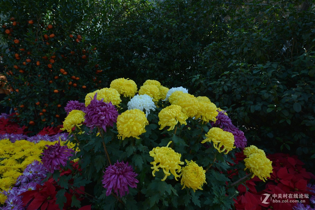 鸡年游广州云台花园