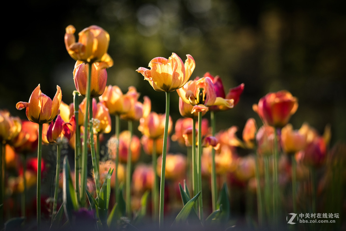 纪---------中山公园的郁金香