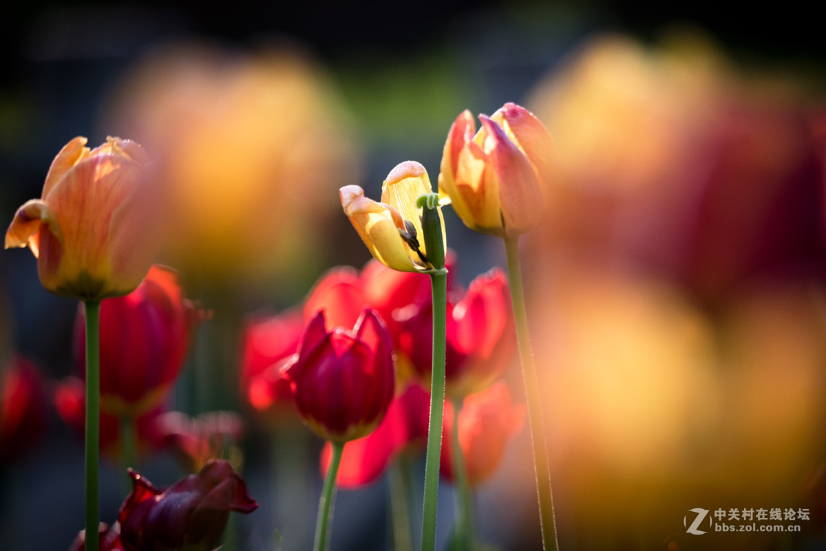 纪---------中山公园的郁金香