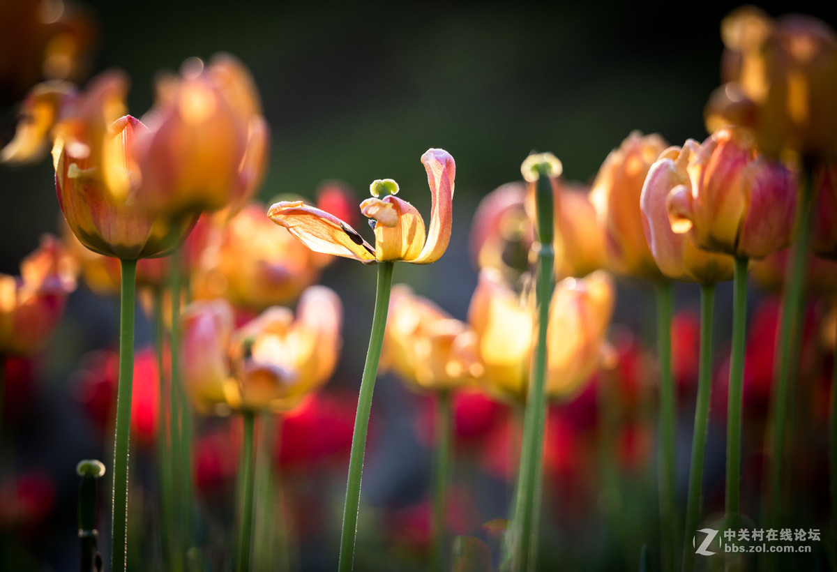 纪---------中山公园的郁金香