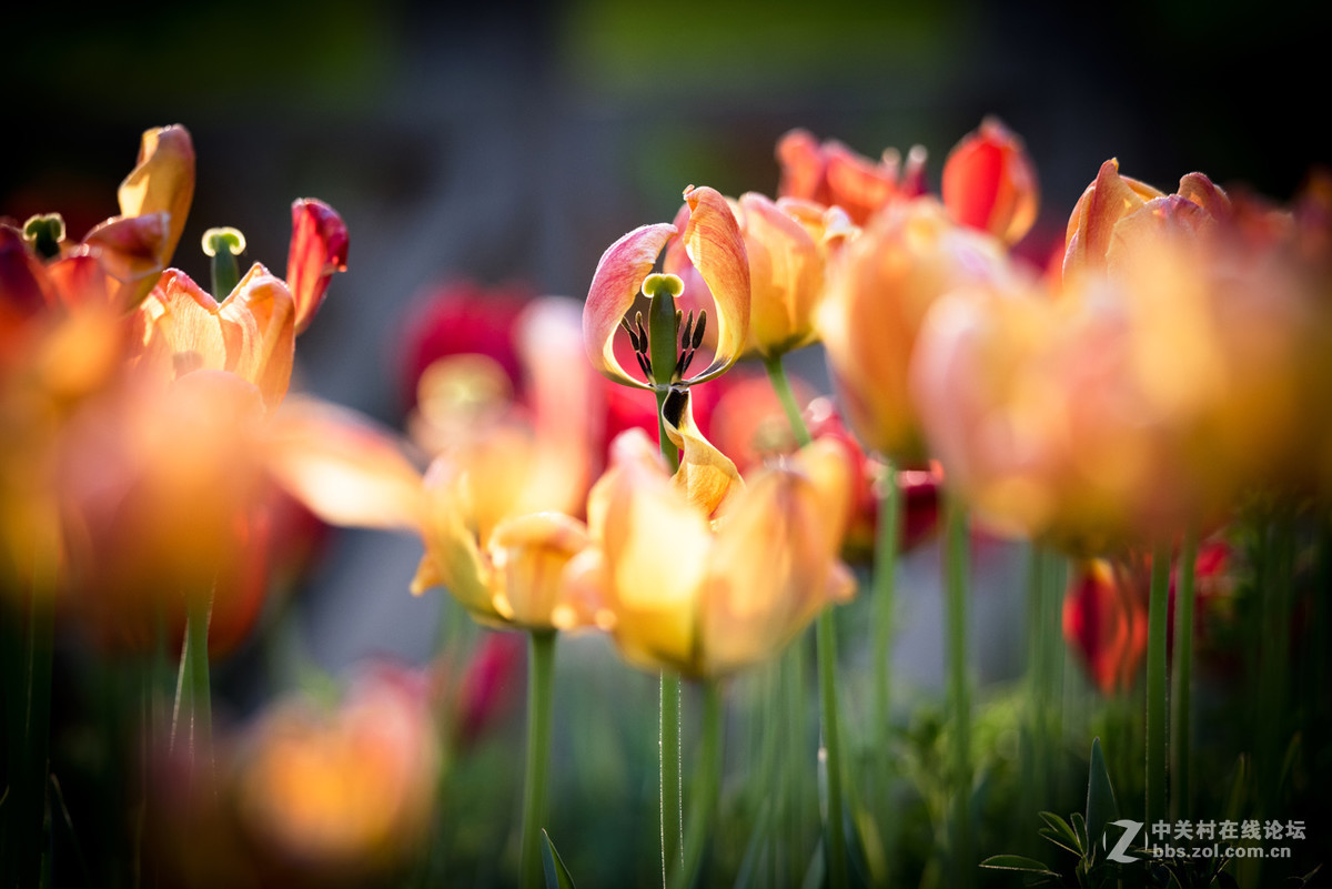 纪---------中山公园的郁金香