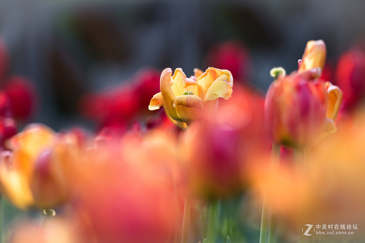 纪---------中山公园的郁金香