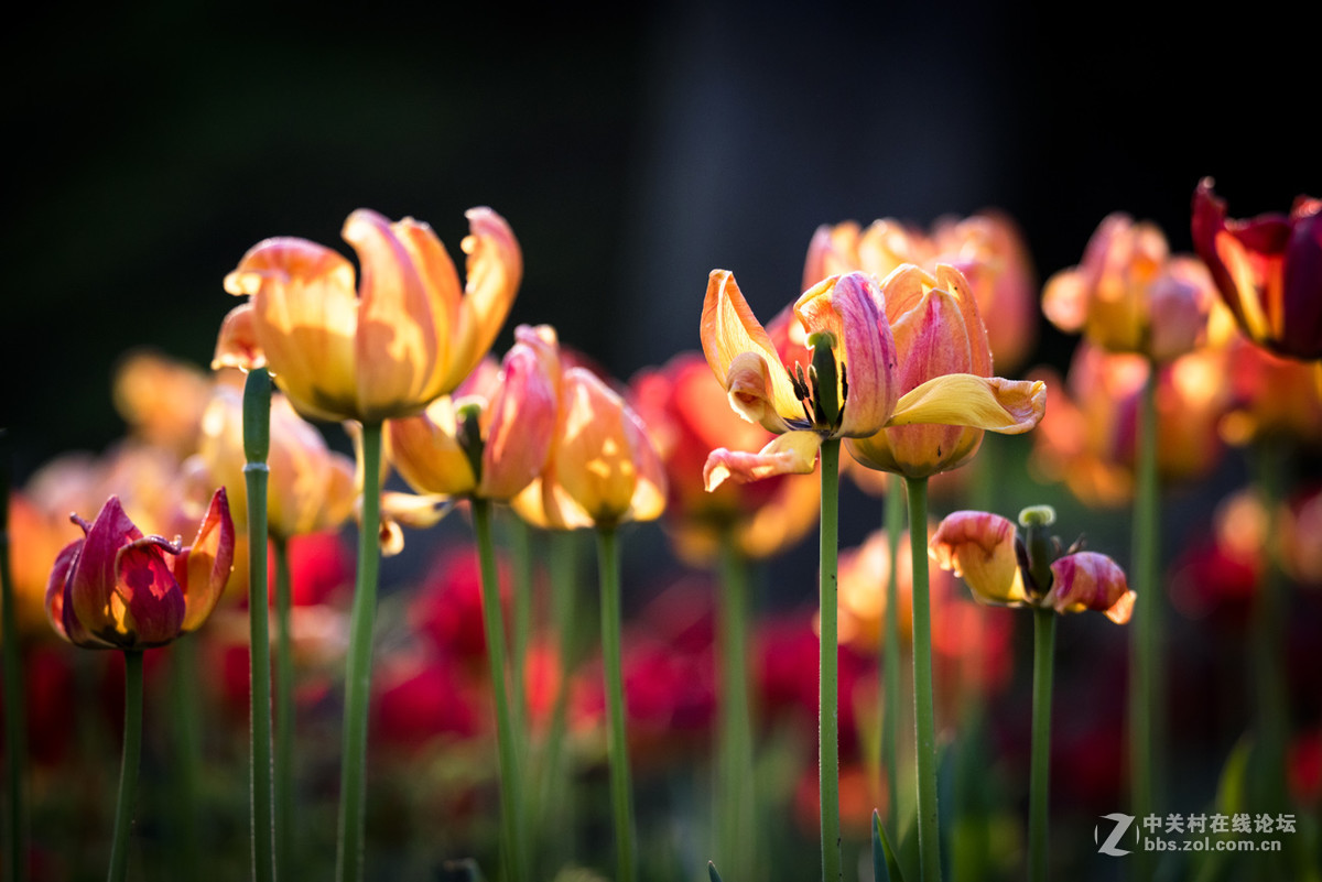 纪---------中山公园的郁金香