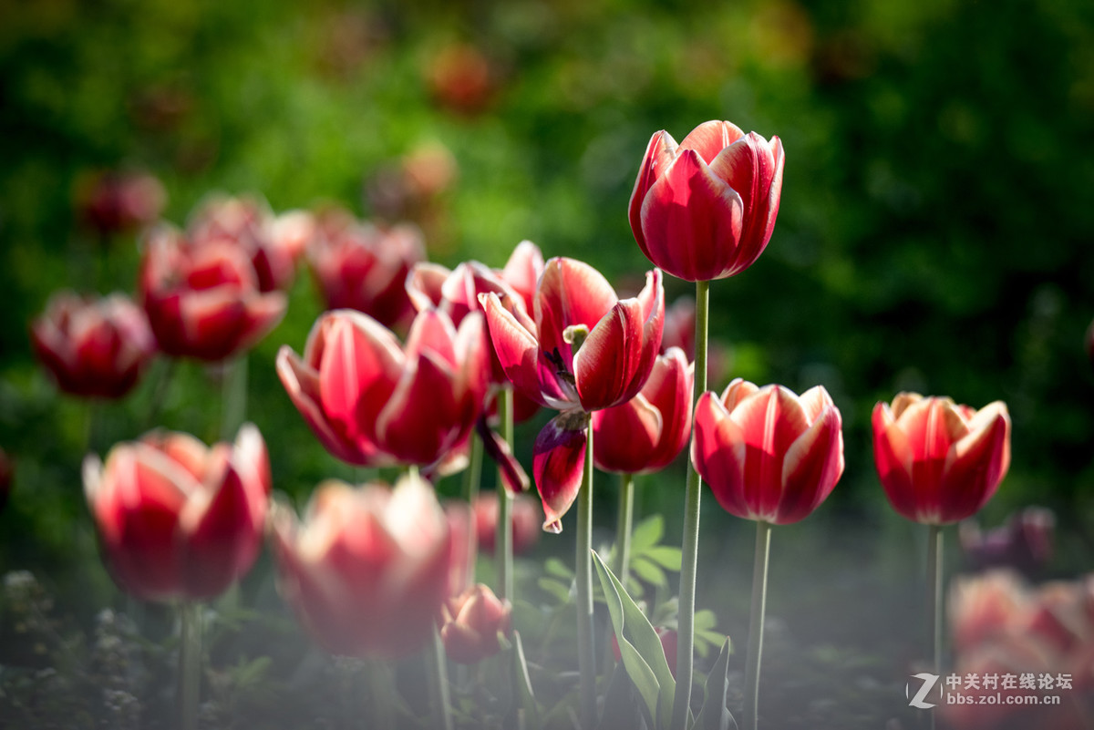 纪---------中山公园的郁金香