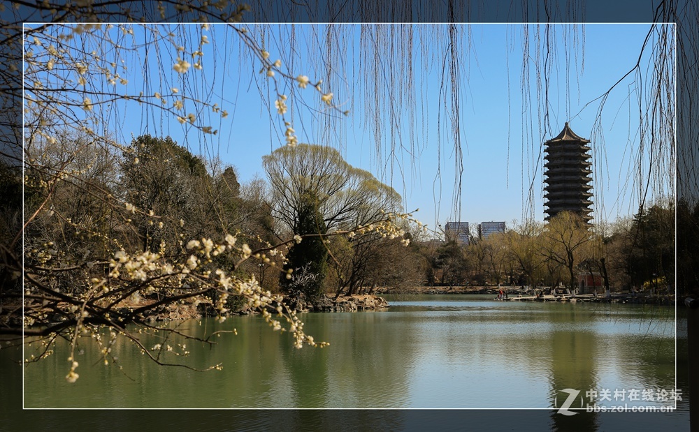 #佳能月赛-与佳能一起去踏青#未名湖畔春来早