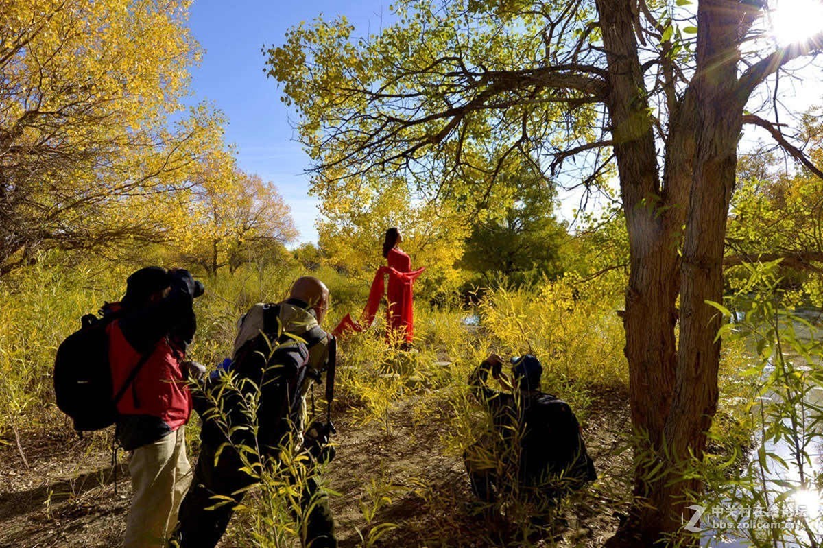 金秋金塔沙漠胡杨林